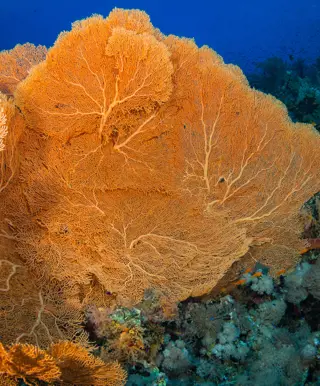 Die Stadt der Meeresfächer: Sea Fan City